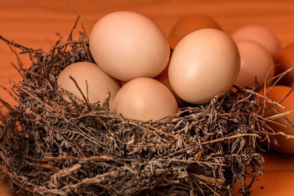 nest, eggs, full-1050964.jpg